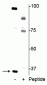 Anti-REDD1 (Thr23/25) Antibody
